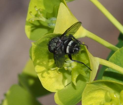 Réf. 226 526 : Aplomya confinis